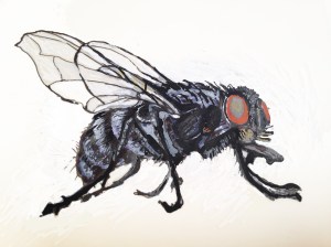 The Fly